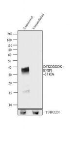 DYKDDDDK Tag Antibody in Western Blot (WB)