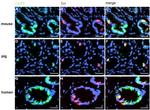 Calcium Sensing Receptor Antibody in Immunohistochemistry (IHC)