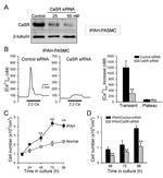 Calcium Sensing Receptor Antibody in Western Blot (WB)