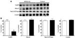 Calcium Sensing Receptor Antibody in Western Blot (WB)