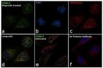 DIABLO Antibody in Immunocytochemistry (ICC/IF)