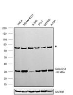 Galectin 3 Antibody in Western Blot (WB)