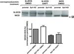 c-Myc Antibody in Western Blot (WB)