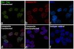 c-Myc Antibody in Immunocytochemistry (ICC/IF)