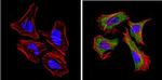 CD26 Antibody in Immunocytochemistry (ICC/IF)