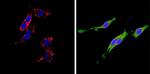 CD26 Antibody in Immunocytochemistry (ICC/IF)