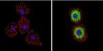 Endothelin 1 Antibody in Immunocytochemistry (ICC/IF)