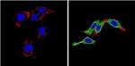 Endothelin 1 Antibody in Immunocytochemistry (ICC/IF)