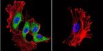 HSP70 Antibody in Immunocytochemistry (ICC/IF)