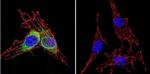 HSP70 Antibody in Immunocytochemistry (ICC/IF)