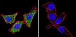 HSP70 Antibody in Immunocytochemistry (ICC/IF)