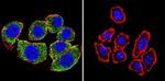 HSP70 Antibody in Immunocytochemistry (ICC/IF)