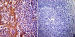 HSP70 Antibody in Immunohistochemistry (Paraffin) (IHC (P))