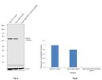 HSP70 Antibody in Western Blot (WB)