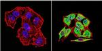 HSP70 Antibody in Immunocytochemistry (ICC/IF)