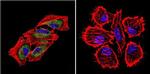 HSP70 Antibody in Immunocytochemistry (ICC/IF)