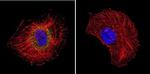 HSP70 Antibody in Immunocytochemistry (ICC/IF)