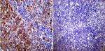 HSP70 Antibody in Immunohistochemistry (Paraffin) (IHC (P))