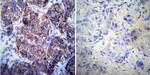 HSP60 Antibody in Immunohistochemistry (Paraffin) (IHC (P))