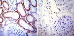 HSP60 Antibody in Immunohistochemistry (Paraffin) (IHC (P))