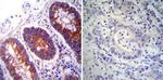 PDI Antibody in Immunohistochemistry (Paraffin) (IHC (P))