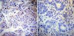 Calnexin Antibody in Immunohistochemistry (Paraffin) (IHC (P))