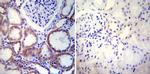 Calnexin Antibody in Immunohistochemistry (Paraffin) (IHC (P))