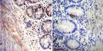 Acetylcholinesterase Antibody in Immunohistochemistry (Paraffin) (IHC (P))