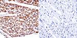 alpha Adaptin Antibody in Immunohistochemistry (Paraffin) (IHC (P))