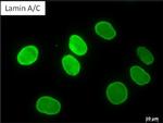 Lamin A/C Antibody in Immunocytochemistry (ICC/IF)