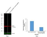 NPM1 Antibody in Western Blot (WB)