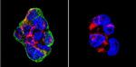 Vimentin Antibody in Immunocytochemistry (ICC/IF)