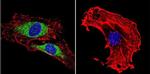 Vimentin Antibody in Immunocytochemistry (ICC/IF)