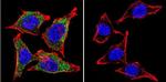 Vimentin Antibody in Immunocytochemistry (ICC/IF)