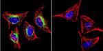 SERCA2 ATPase Antibody in Immunocytochemistry (ICC/IF)