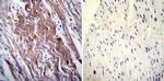 SERCA1 ATPase Antibody in Immunohistochemistry (Paraffin) (IHC (P))