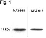 Calmodulin Antibody in Western Blot (WB)