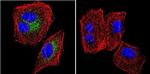 SERCA2 ATPase Antibody in Immunocytochemistry (ICC/IF)