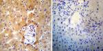 SERCA2 ATPase Antibody in Immunohistochemistry (Paraffin) (IHC (P))