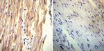 Sodium/Calcium Exchanger Antibody in Immunohistochemistry (Paraffin) (IHC (P))