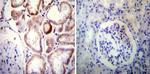 Sodium/Calcium Exchanger Antibody in Immunohistochemistry (Paraffin) (IHC (P))