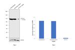 ATP1A1 Antibody in Western Blot (WB)