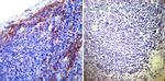 ATP1B1 Antibody in Immunohistochemistry (Paraffin) (IHC (P))