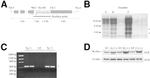 VCP Antibody in Western Blot (WB)