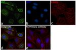 VCP Antibody in Immunocytochemistry (ICC/IF)