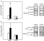 Endothelin 1 Antibody in Western Blot (WB)