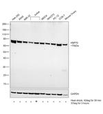 HSP70 Antibody