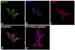 HSP70 Antibody in Immunocytochemistry (ICC/IF)