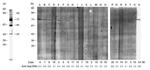 HSP70 Antibody in Western Blot (WB)