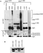 HSP70 Antibody in Western Blot (WB)